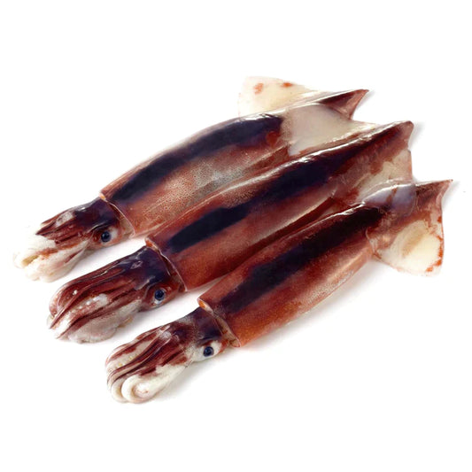 ❄️ Frozen Squid Bulk 냉동 오징어 벌크 19.2kg