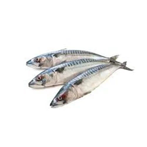 ❄️ Frozen Norway Mackerel Bulk 냉동 노르웨이 고등어 벌크 20kg